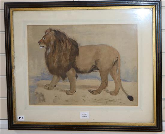 George Landseer, watercolour, Study of a lion, inscribed in pencil, 35 x 48cm